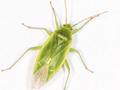 Lygocoris rugicollis